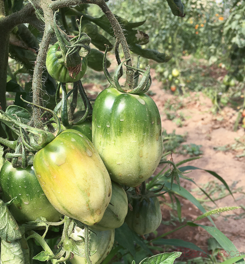 tomates horta ecologica pla de munt palafolls benvinguts a pages baco y boca